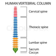 Neurons are supported and fed by glial cells. Diagram Of A Human Spine With Names Of Stock Vector Colourbox