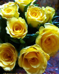 Content updated daily for fyf flowers. 20 Best And Beautiful Flower Pictures My Photography Letterpile