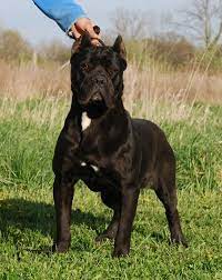Cane Corso Puppies For Sale Italian Cane Corso Cane Corso Mastiff Breeders Cane Corso Mastiff For Sale Italian Mastiffs For Cane Corso Cane Corso Dog Corso Dog