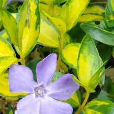 We offer vinca minor in several package types and sizes. Vinca Minor Limelight Lesser Periwinkle Limelight In Gardentags Plant Encyclopedia