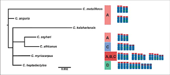 Image result for Cucumis kalahariensis
