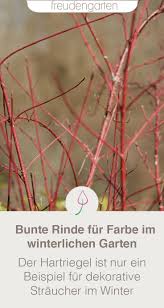 Farbenfrohe Baume Und Straucher Fur Den Winter Bepflanzung Pflanzen Straucher Garten