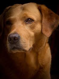 Pin By Beatrice Badusam On H Labrador Retriever Fox Red Labrador Labrador Dog Mommy