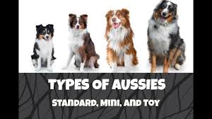 Differences Between Standard Mini And Toy Australian Shepherds Life With Aspen