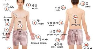 Nah, dibawah ini merupakan beberapa contoh nama warna dalam bahasa inggris beserta artinya. 2000 Kosakata Bahasa Korea Anggota Badan Hal 27 Seoulina Com