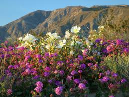 Spring is typically our most colorful time in the landscape. 39 Spring In The Desert Wallpaper On Wallpapersafari