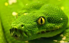 Image result for animal hd pics