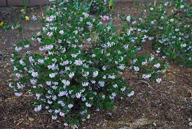 Image result for Macrotyloma densiflorum