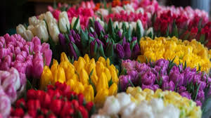 Bring home your very own piece of the tulip fields and order one of our gorgeous tulip flower bouquets today! 6 Tulip Wedding Bouquets For Spring Uaeflowers