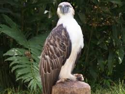 Top 50 Critically Endangered Animals In The Philippines Owlcation