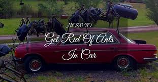 As these insects have an extra sensitive. How To Get Rid Of Ants In Car Auto Fella