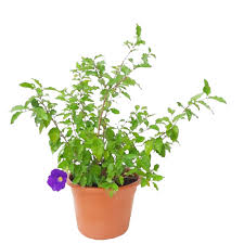 Image result for Thunbergia laborans