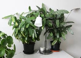 Image result for Ktenante Ctenanthe