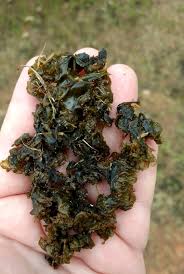 Black jelly fungus on lawn. Rain Overwatering Can Cause Slippery Algae To Pop Up In Turfgrass Lawns Caes Newswire