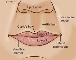 Human Lips Anatomy External View
