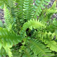 Image result for Blechnum tabulare