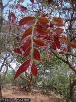 Image result for Julbernardia