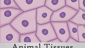 These tissues are present at the secretory and absorptive surfaces. 3 Main Animal Tissues With Structure And Functions