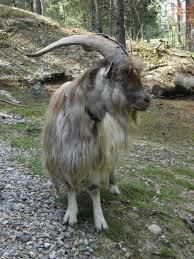Jamtget The Peasantry Goat Is A Type Of The Swedish Landrace Which Is Not Improved As A Result Of Modern Breeding Work Farm Animals Barnyard Animals Animals