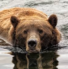 نتیجه جستجوی لغت [bears] در گوگل