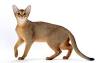 Abyssinian Kittens for Sale by Reputable Breeders ...