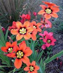 Choose one fit for your area and delight. 110 Zone 9 Perennials Ideas Perennials Plants Flowers