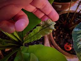 Are bird's nest ferns inside or outside plants? Three Months Ago I Posted Here Asking Why My Birds Nest Fern Was Turning Brown I Moved It To A Darker Spot And Got A Humidifier And Some Of The Newer Leaves