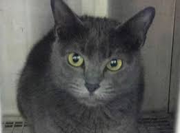 Cats dont kill prey by clawing to death. Florida Of The Day Man Attacked By Bobcat In Posh Downtown Tampa Condo The Adventures Of Accordion Guy In The 21st Century
