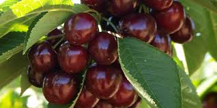 Save money on essentials like groceries, household & personal care items and discover new things every week! Cherry Growers Australia Inc National Organisation That Represents The Interests Of Member States Orchardists From Around Australia