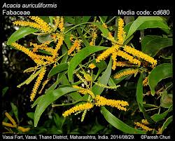 Image result for Acacia auriculiformis