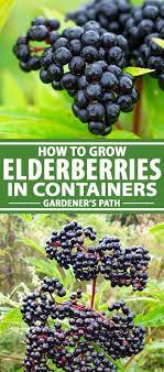 How To Grow Elderberry In Containers Gardener S Path Container Gardening Vegetables Elderberry Plant Elderberry