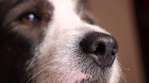 hunde tierheim paradiesli