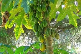 Image result for Vasconcellea pubescens