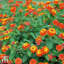 Lantana is an ornamental shrub that is popular with home gardeners. Lantana Camara Calippo Collection Thompson Morgan