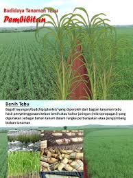 Tugas pokok dan fungsi jurusita/ jurusita pengganti pengadilan. 5 Budidaya Tebu Pembibitan 2016 2017 Pptx