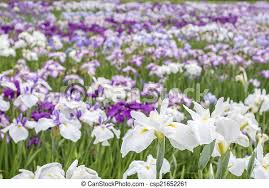 Purple flower in a field of white flowers. Flowers In Field White And Yellow Japanese Iris Flowers In Flower Field Canstock