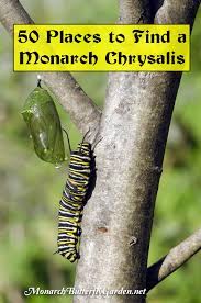 Where To Look For A Monarch Chrysalis In The Butterfly Garden