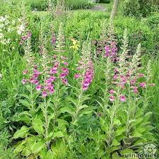De plant komt in nederland en belgië algemeen voor. Digitalis Of Vingerhoedskruid Als Tweejarige Giftige Plant Die Bijen En Hommels Aantrekt Met De Mooie Bloemen
