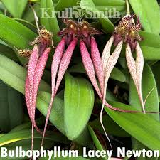Image result for Bulbophyllum prorepens