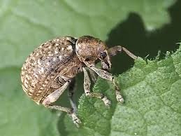 Image result for Leptaulus