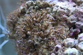 Hyzoancompfaq