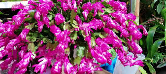 How To Care For A Christmas Cactus