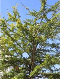 Blog Tempat Berbagi Hobi Bonsai 2014