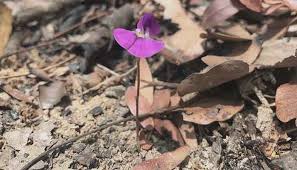 Image result for Vigna pygmaea