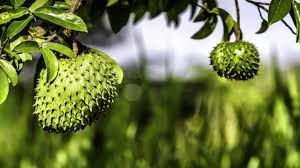 Maybe you would like to learn more about one of these? Botanical Roots Why You Should Eat Soursop Loop Jamaica