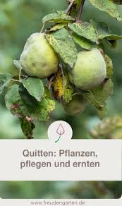 Sie sehen aber nicht nur, wann die quitten reif zum pflücken sind, sie riechen es auch: Quittenbaum Pflanzen Pflegen Standort Pflanzen Quitten Straucher Garten