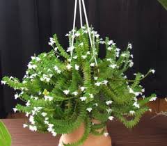 Image result for Angraecum distichum
