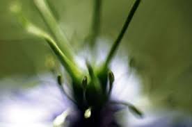 Graines Huile De Nigelle Un Vrai Tresor