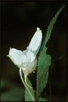 Image result for Impatiens burtonii