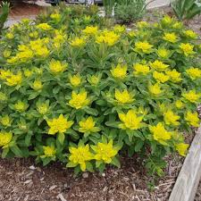 Image result for Euphorbia neoglaucescens